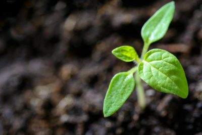 Vibrant close-up of a young tomato seedling sprouting in the soil.